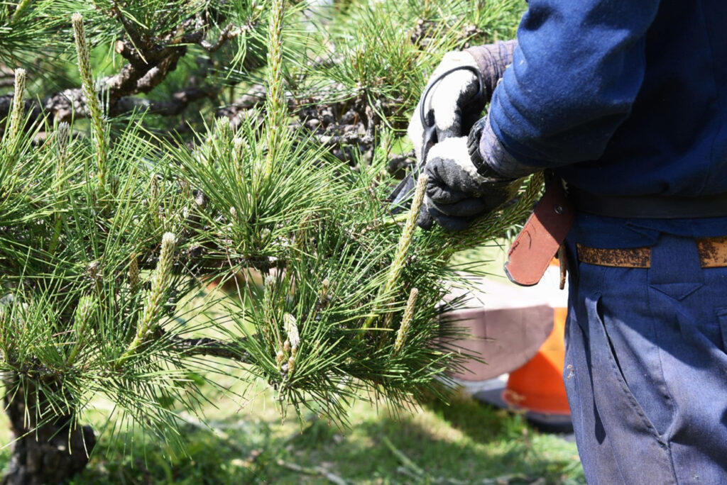 tree trimming dallas