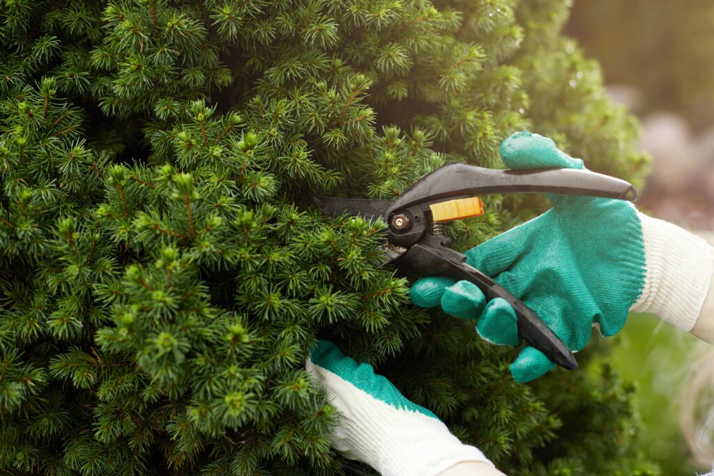 cropped-view-gardening-worker-wearing-protective-gloves-while-trimming-plants-min